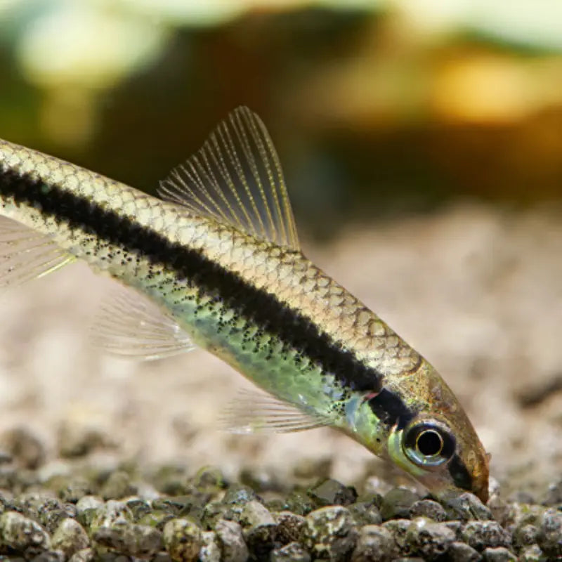 Siamese algae eater Dee's Aqualife