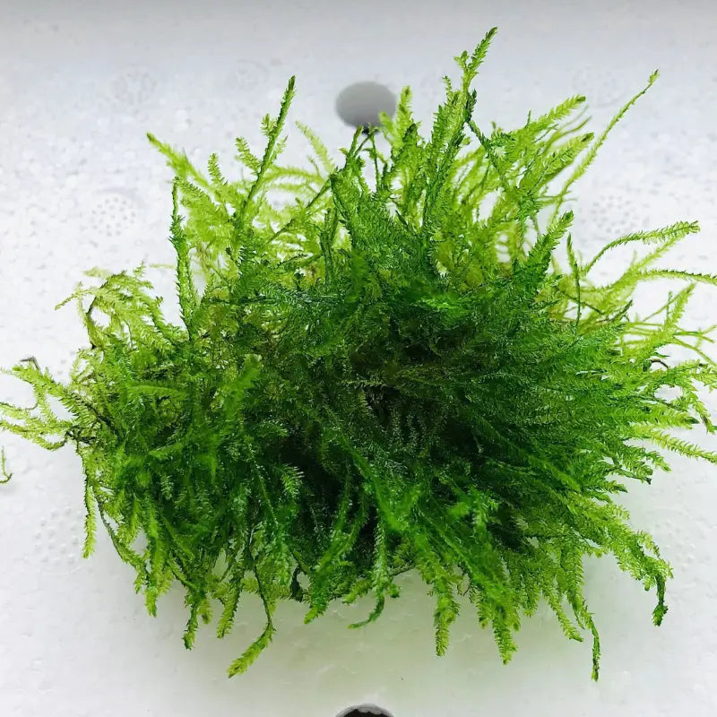 Java moss WetRootz