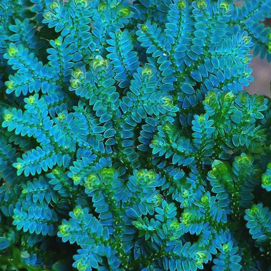 Selaginella Blue Peacock Fern - Very Rare WetRootz