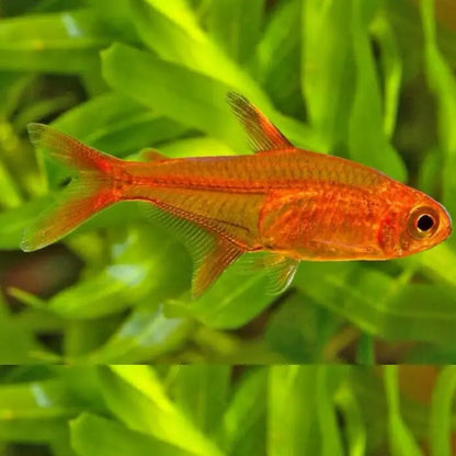 Ember tetra Dee's Aqualife