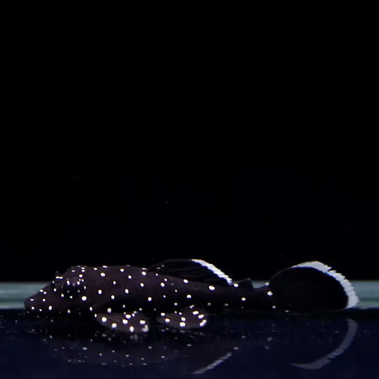 starlight pleco - L183 size ( 1.2/1.5 ) Dee's Aqualife
