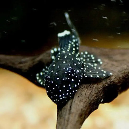 starlight pleco - L183 size ( 1.2/1.5 ) Dee's Aqualife