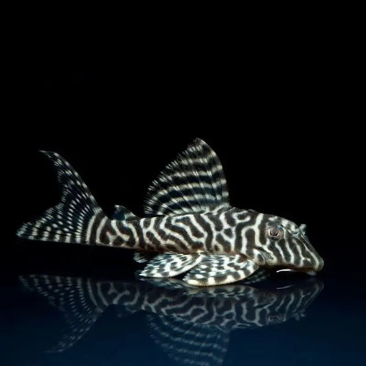 L333 King Tiger Pleco Dee's Aqualife