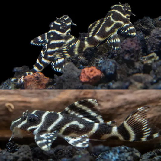 L333 King Tiger Pleco Dee's Aqualife