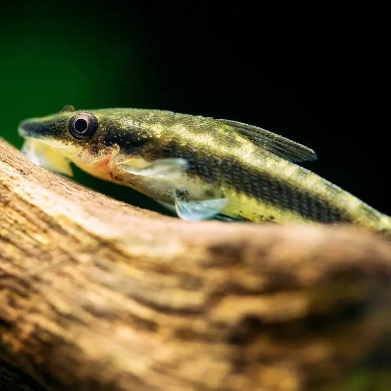 Otocinclus Dee's Aqualife