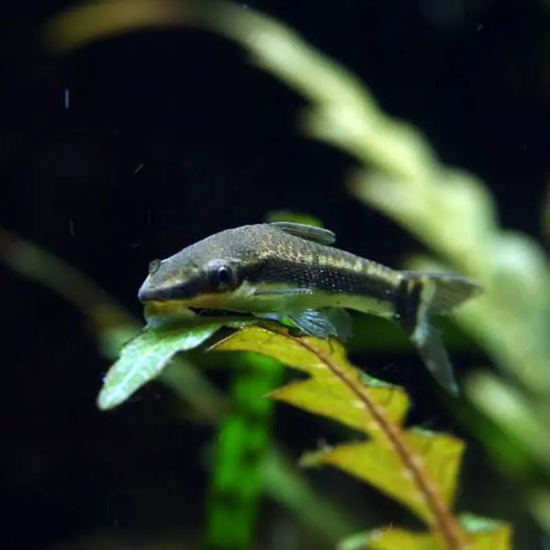Otocinclus Dee's Aqualife