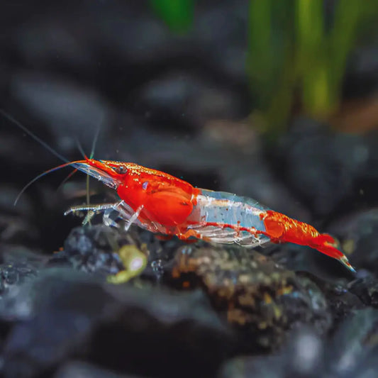Red Rili Dee's Aqualife
