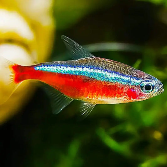 Cardinal tetra Dee's Aqualife