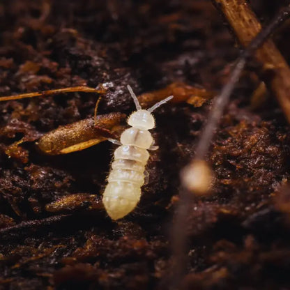 Springtails WetRootz