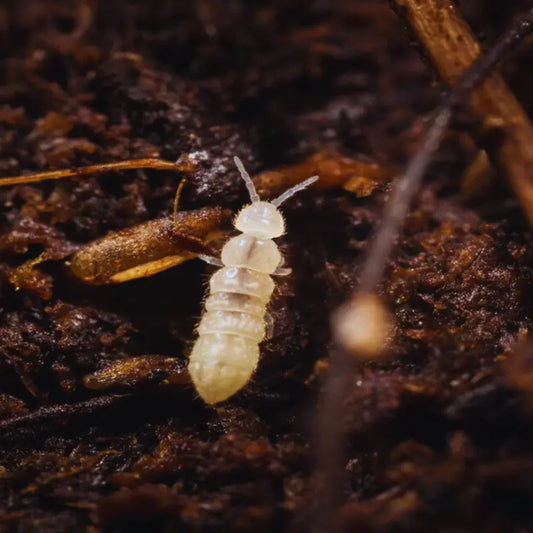 Springtails WetRootz