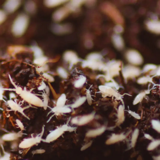 Springtails WetRootz