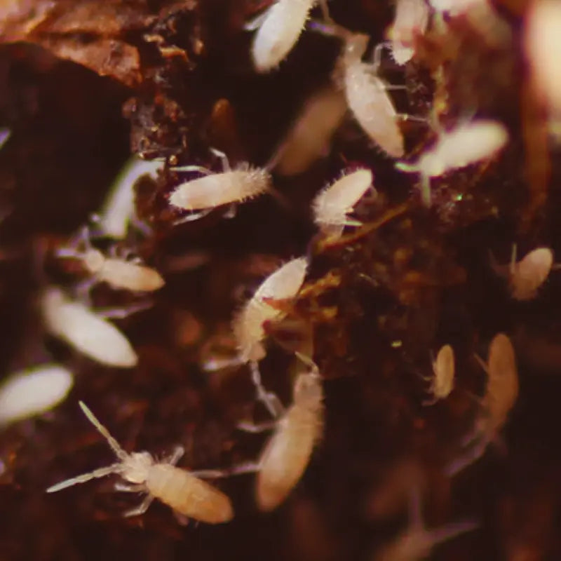 Springtails WetRootz