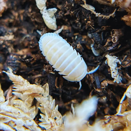 Cubaris murina 'Glacier' White WetRootz