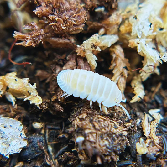 Cubaris murina 'Glacier' White WetRootz