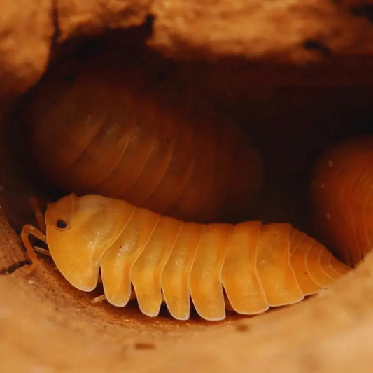 Cubaris orange WetRootz