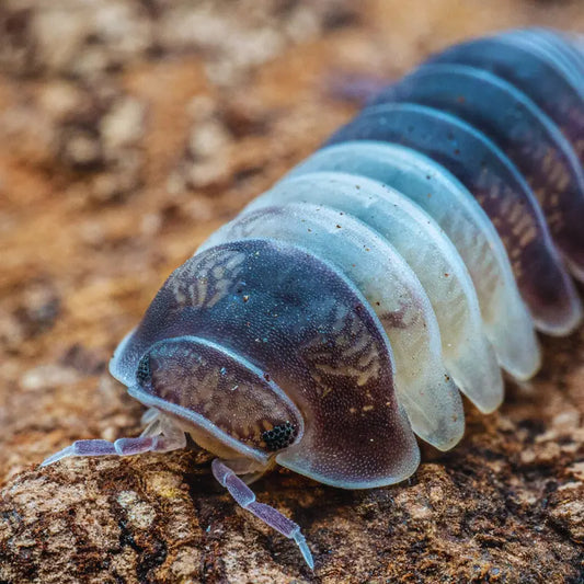 Cubaris Panda King WetRootz