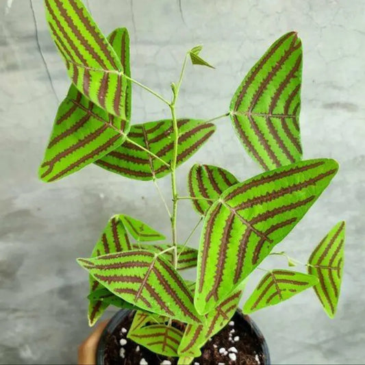 Christia Obcordata Plant / Butterfly Wing Plant WetRootz