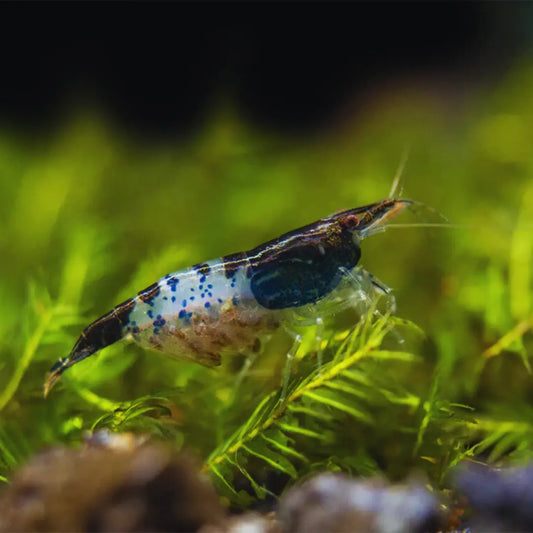 Black Rilli WetRootz