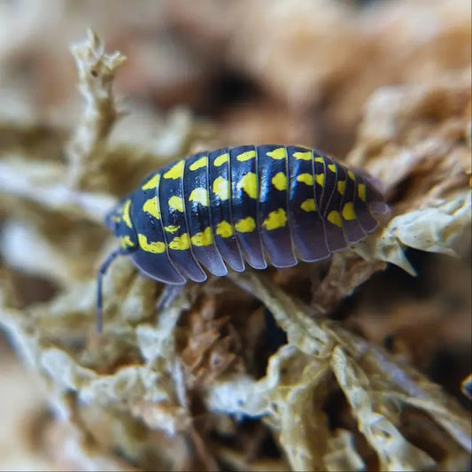 Armadillidium gestroi WetRootz