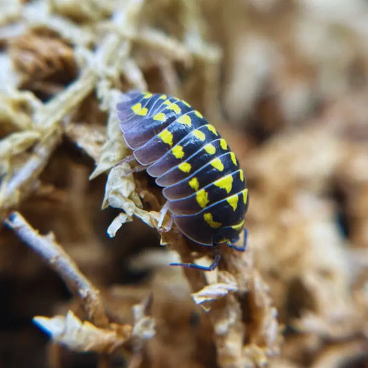 Armadillidium gestroi WetRootz