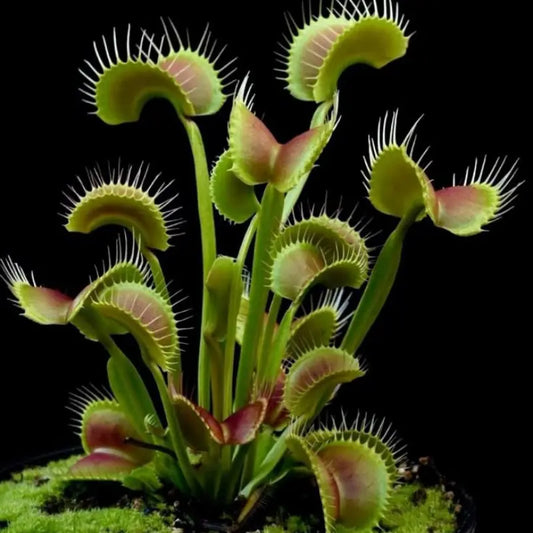 Venus Flytrap, Dionaea Muscipula WetRootz