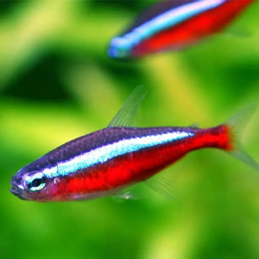 Cardinal tetra Dee's Aqualife