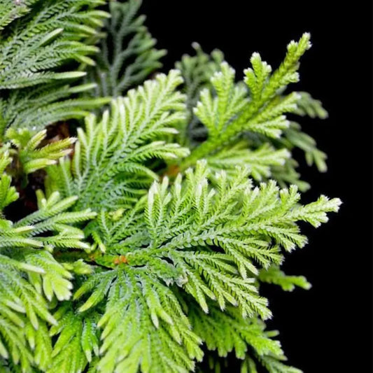 Selaginella Apoda, Coral Fern Plant WetRootz
