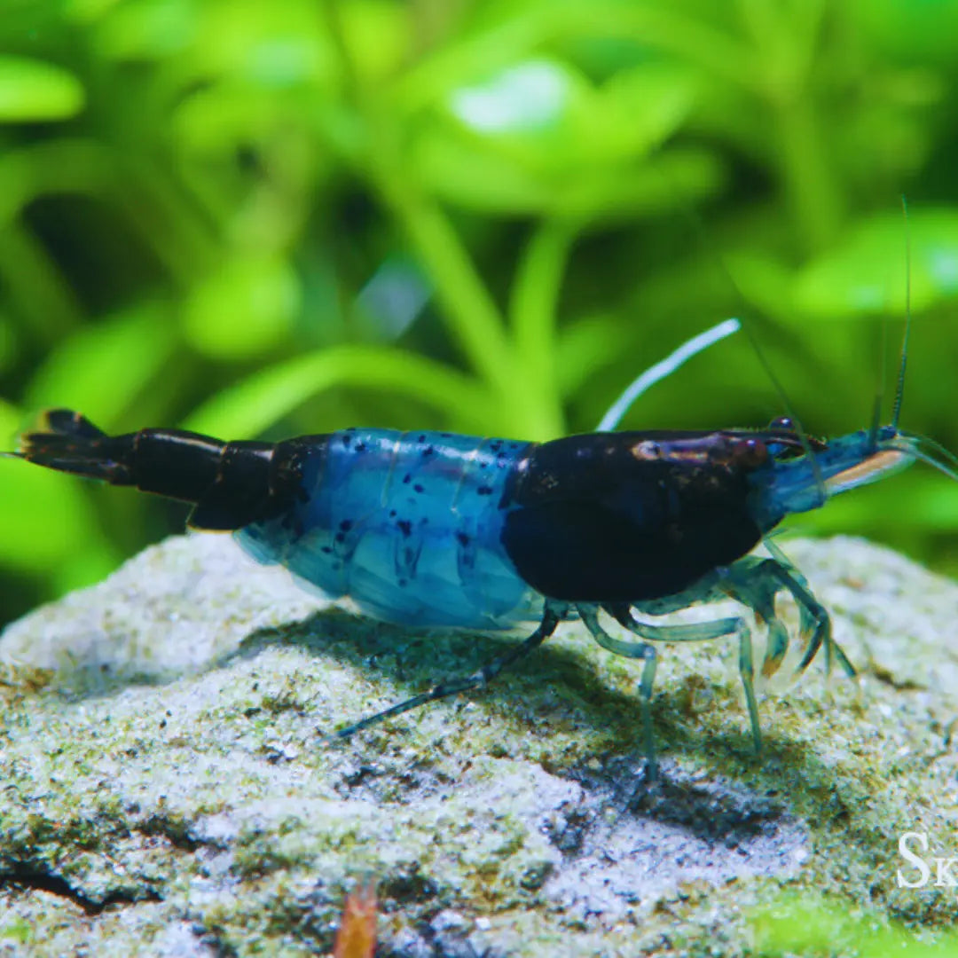 Blue Rilli WetRootz