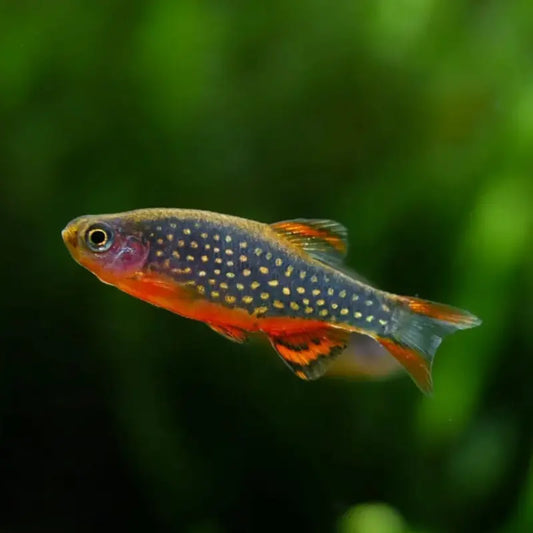 Galaxy Rasbora / Celestial Pearl Danio Dee's Aqualife