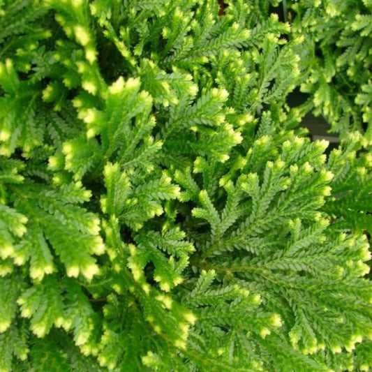 Selaginella Apoda, Coral Fern Plant WetRootz