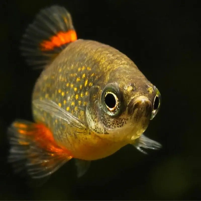 Galaxy Rasbora / Celestial Pearl Danio Dee's Aqualife
