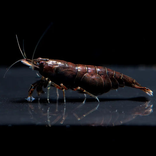 Chocolate black WetRootz