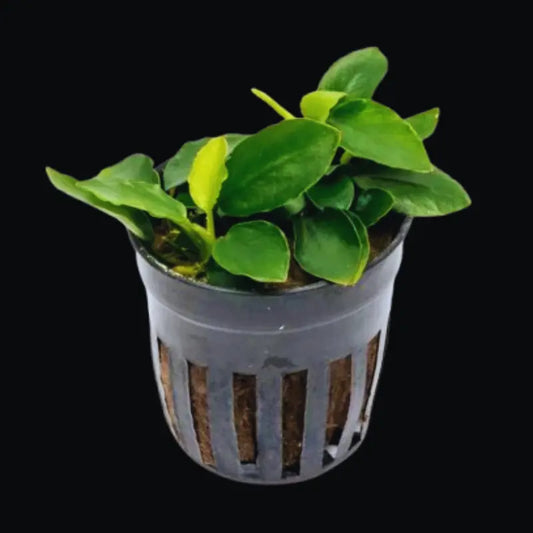 Anubias nana Long Wavy for sale
