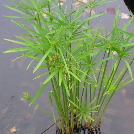 umbrella palm / Cyperus Alternifolius Plant WetRootz
