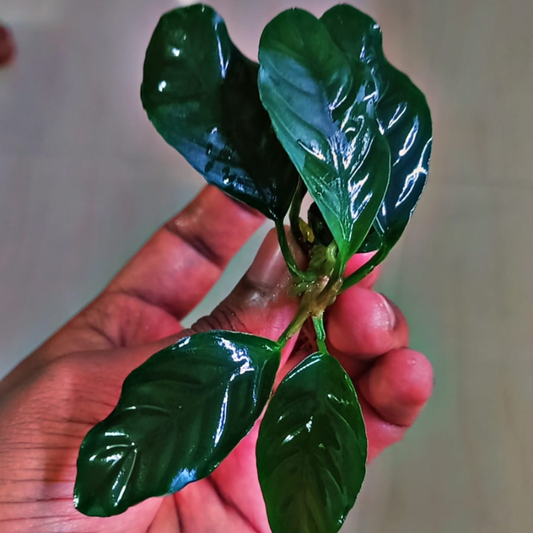 Anubias coffeefolia for sale