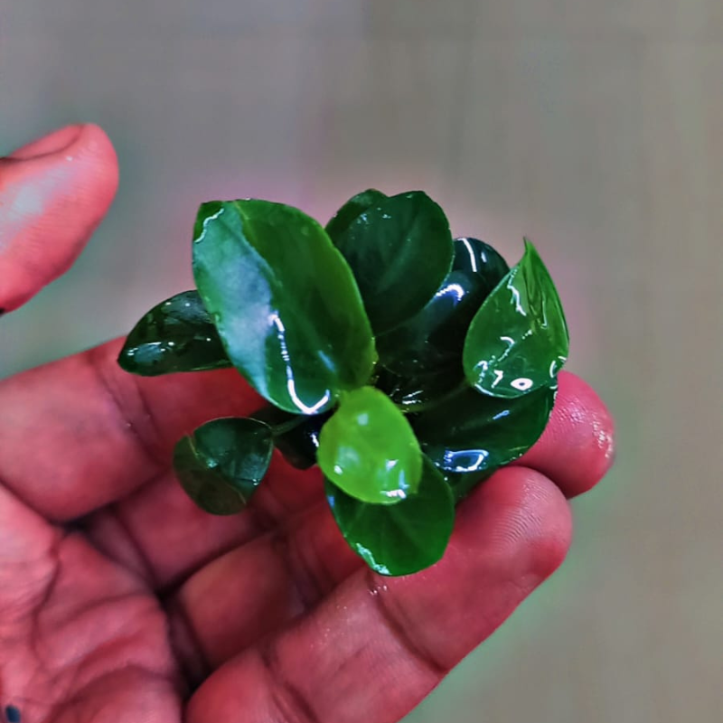 Anubias nana
