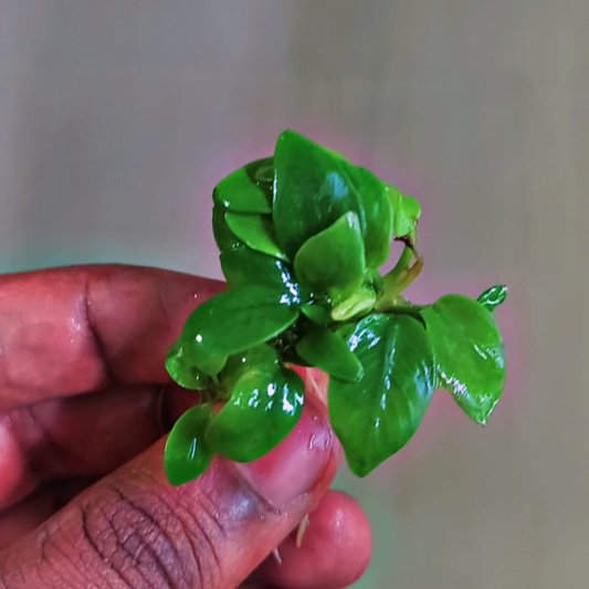 Anubias Nana Gold
