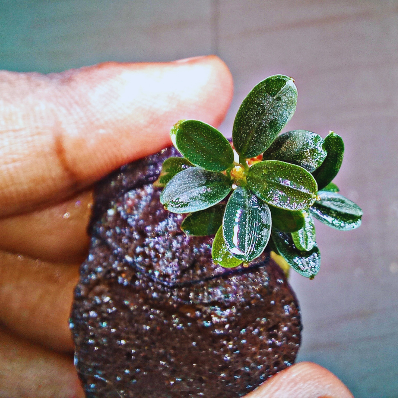 Bucephalandra Mini Blue WetRootz
