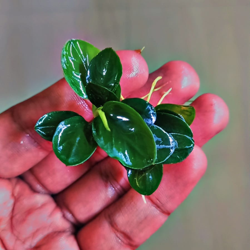 anubias nana petite 
