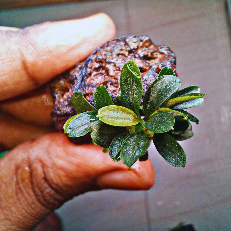 Bucephalandra Mini Blue WetRootz