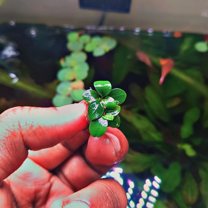 Anubias nana mini