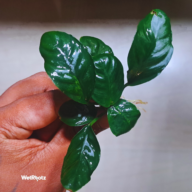 Anubias coffeefolia WetRootz