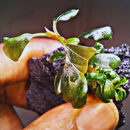 Bucephalandra Brownie Ghost WetRootz
