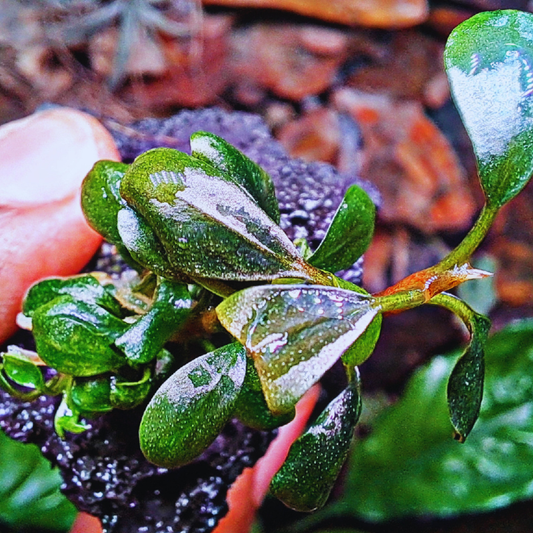 Bucephalandra Brownie Ghost WetRootz