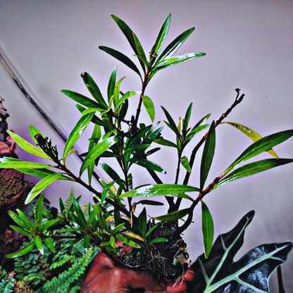 Mi Nuong (Homonoia riparia) WetRootz