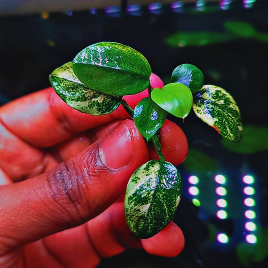 Anubias Pinto for sale