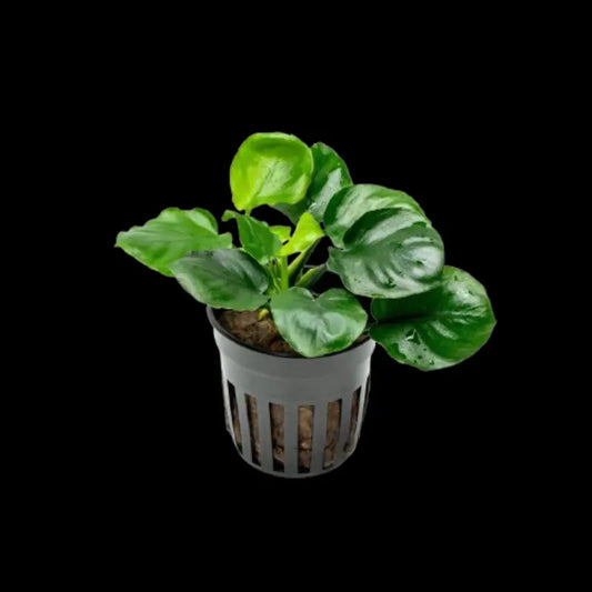 Anubias barteri var. nana coin Leaf