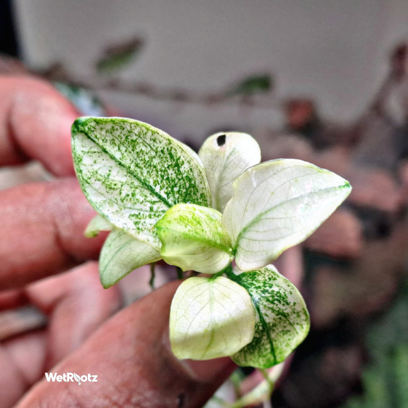 Anubias Nana White WetRootz