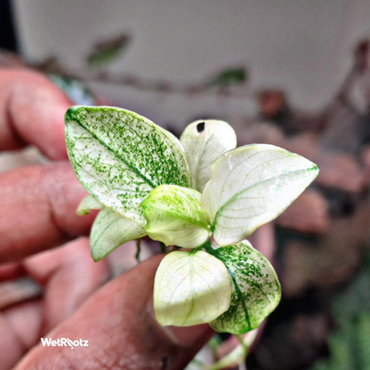 Anubias Nana White WetRootz
