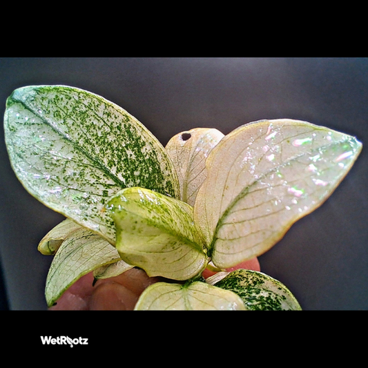 Anubias Nana White WetRootz